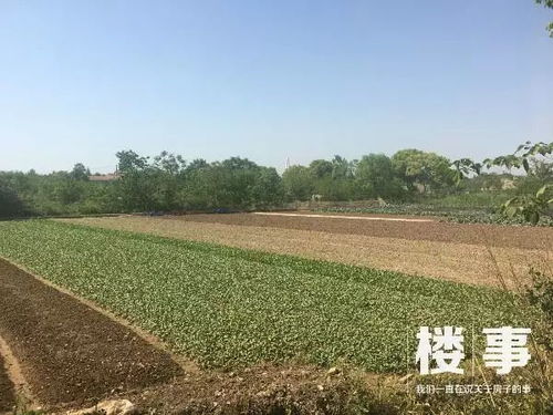 白沙洲再添新盘，旭辉携手华宇打造89万方江悦府，江山集团助力区域升级